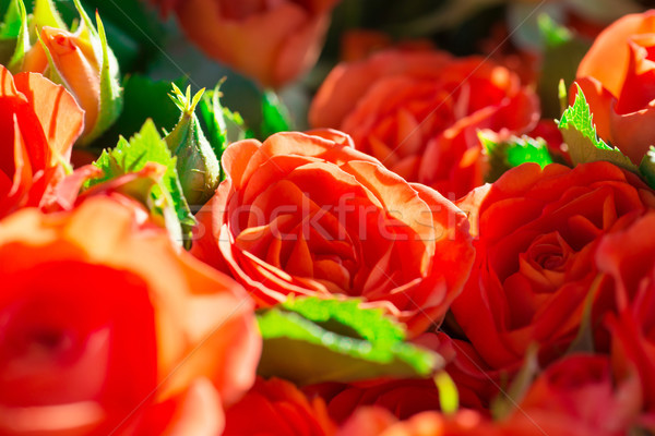 Frescos rosas rojas hojas verdes naturaleza primavera soleado Foto stock © vapi