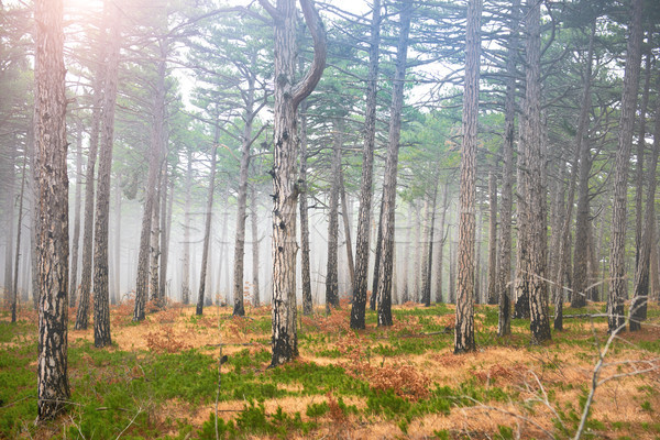 Geheimnis nebligen Wald Sonne grünen Kiefer Stock foto © vapi