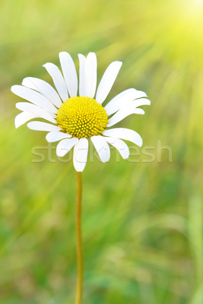 Stockfoto: Kamille · veld · zon · groen · gras · bloem · voorjaar
