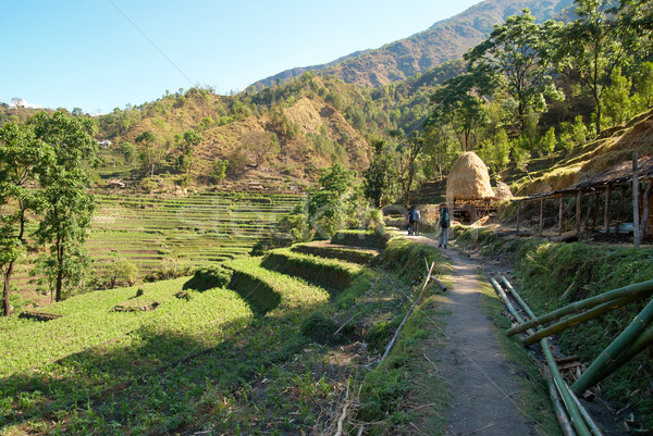 Rice fields in the himalayan hills Stock photo © vapi