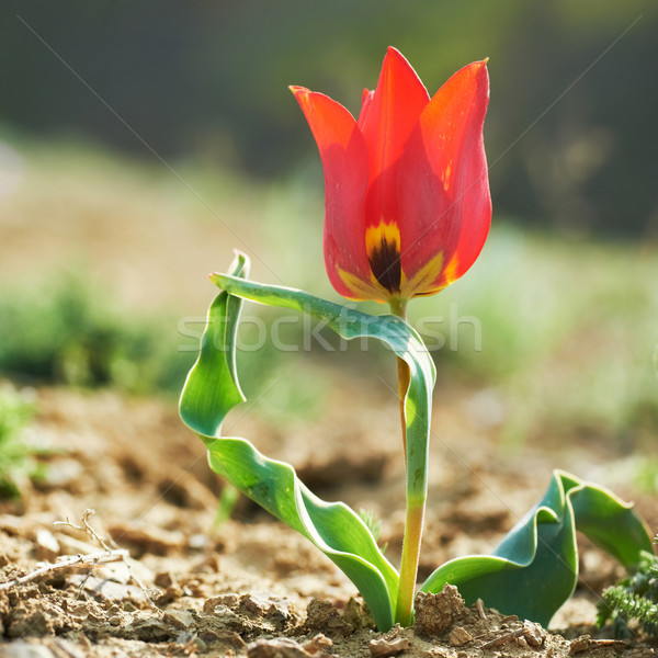 Hermosa · rojo · tulipán · desierto · hierba · verde - foto stock © vapi  (#6578562) | Stockfresh