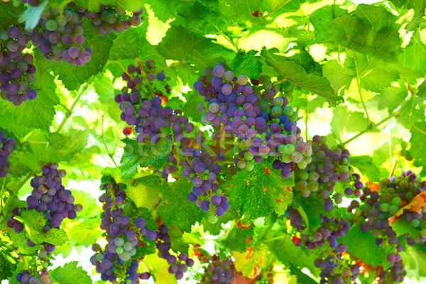 Bunch of blue grapes Stock photo © vapi