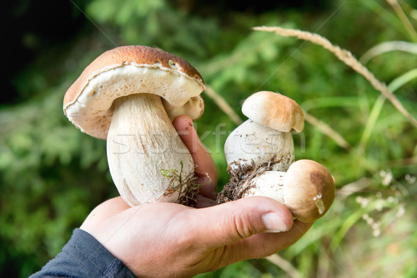 Ehető friss gombák kéz tinóru gomba makró Stock fotó © vapi