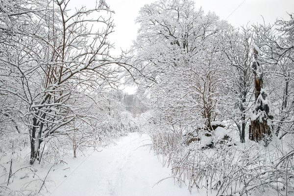 Hiver forêt glaciale belle arbres eau [[stock_photo]] © vapi