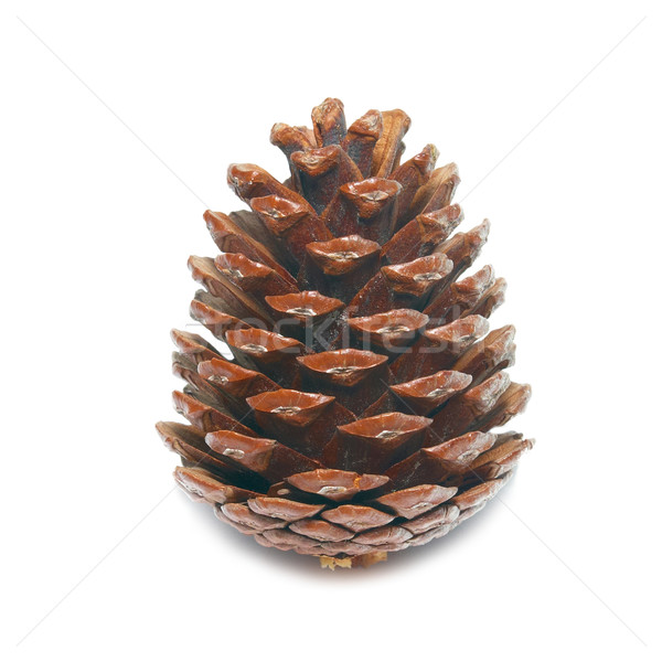 Brown pine cone isolated on white. Stock photo © vapi