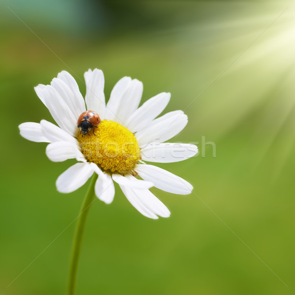 Bianco Daisy rosso coccinella fiore bianco camomilla Foto d'archivio © vapi