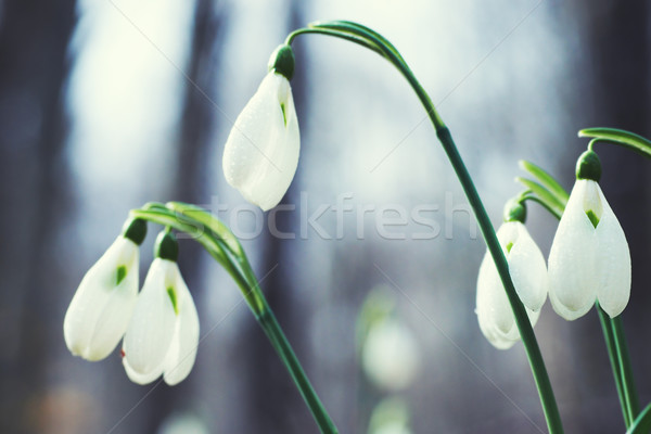 Flores da primavera neve floresta flor grama folha Foto stock © vapi