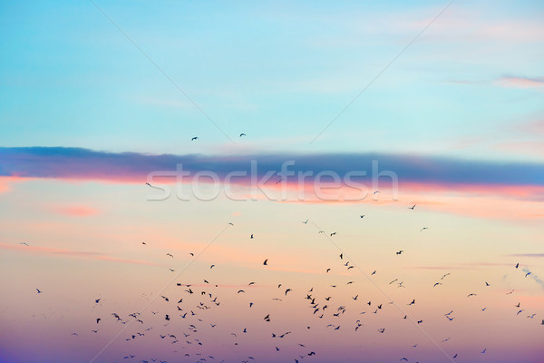 Sereg madarak színes naplemente égbolt tájkép Stock fotó © vapi