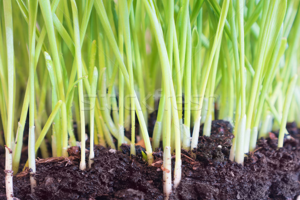 Zielona trawa gleby kroplami wody makro shot wiosną Zdjęcia stock © vapi