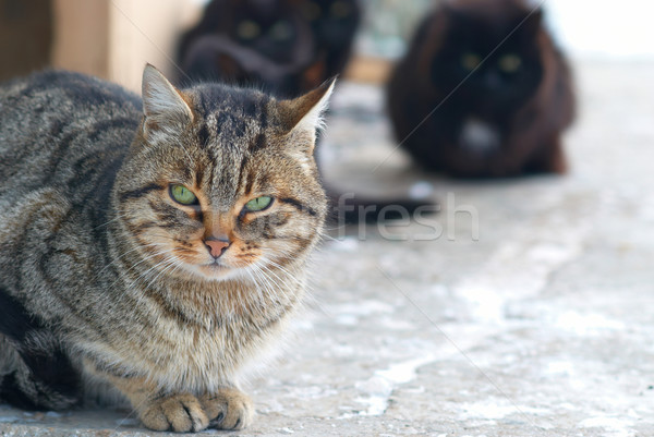 Group of cats Stock photo © vapi