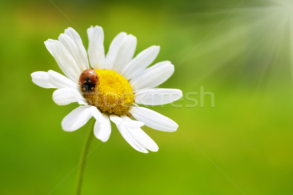 Bianco Daisy rosso coccinella fiore bianco camomilla Foto d'archivio © vapi