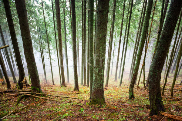 Titokzatos köd zöld erdő fenyőfa fák Stock fotó © vapi