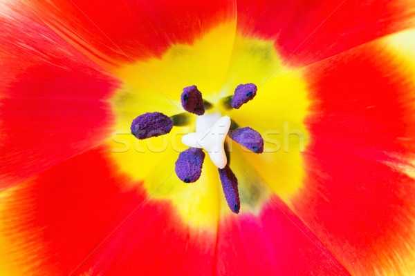 Stock photo: Macro close up shot of red tulip