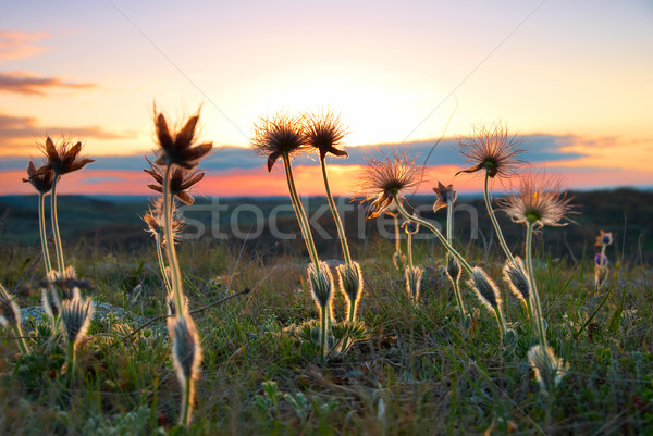 Sunset with deflorated flowers Stock photo © vapi