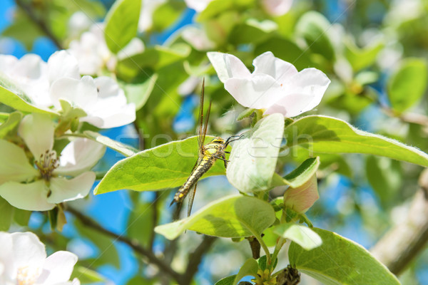 Blossom quince tree with white flowers Stock photo © vapi