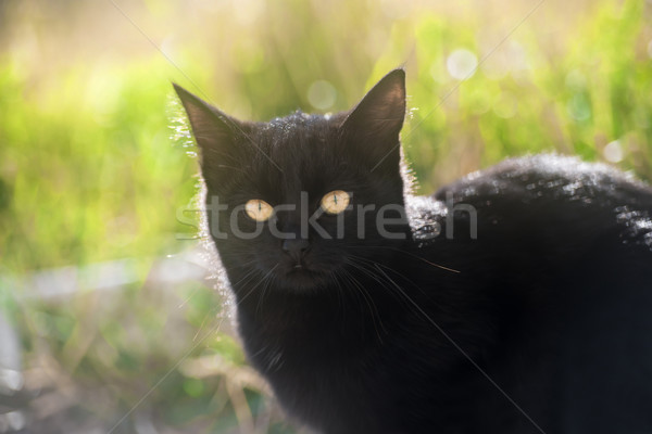 Gato preto amarelo olhos sessão grama verde grama Foto stock © vapi