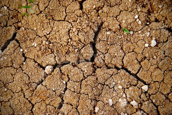 Secar solo amarelo deserto textura natureza Foto stock © vapi