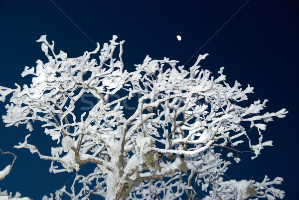 [[stock_photo]]: Hiver · glaciale · forêt · nuit · arbre · soleil