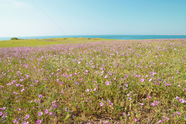 Vert paysage domaine fleurs herbe verte ciel bleu [[stock_photo]] © vapi