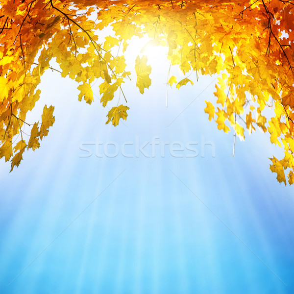 Golden, yellow and orange leaves Stock photo © vapi