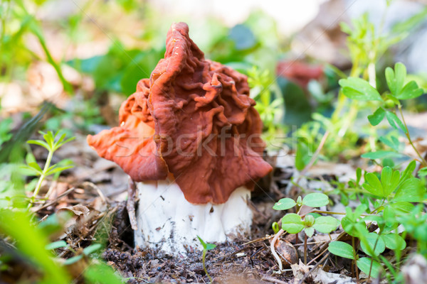 Mushroom in the forest Stock photo © vapi