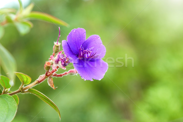 Blue flower with wet water drops Stock photo © vapi