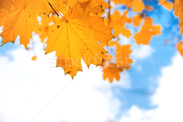 Zdjęcia stock: Jesienią · czerwony · pozostawia · klon · Błękitne · niebo · drzewo