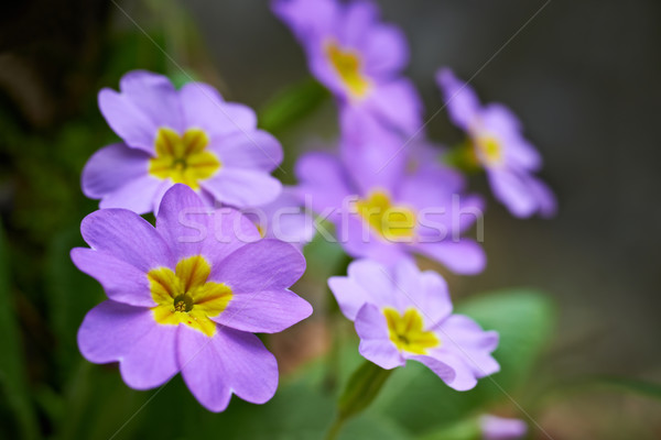 Frühling rosa Blumen Blume Gras Sonne Stock foto © vapi