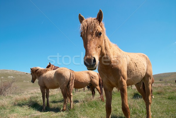 Troupeau chevaux domaine ciel bleu famille herbe [[stock_photo]] © vapi