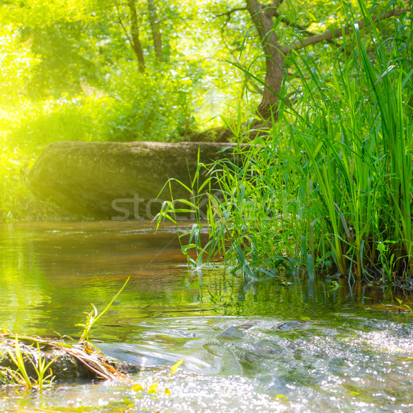 Stream in the tropical forest Stock photo © vapi