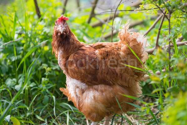 Foto d'archivio: Arancione · pollo · gallina · piedi · erba · verde · primavera