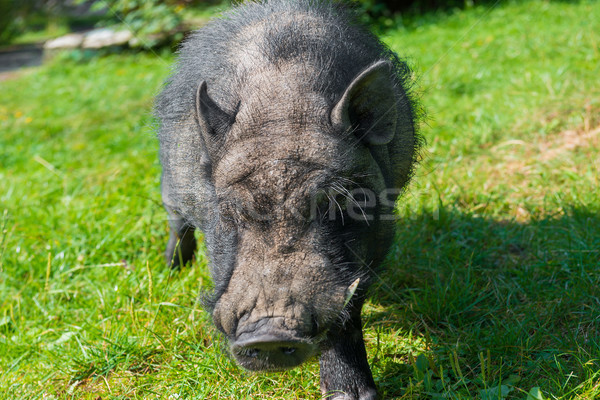 Czarny świnka morska duży zielone trawnik trawy Zdjęcia stock © vapi