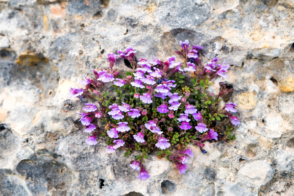 Violet flowers grow on the rock Stock photo © vapi