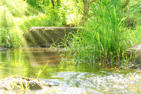 Stream tropischen Wald Umwelt sonnig Landschaft Stock foto © vapi