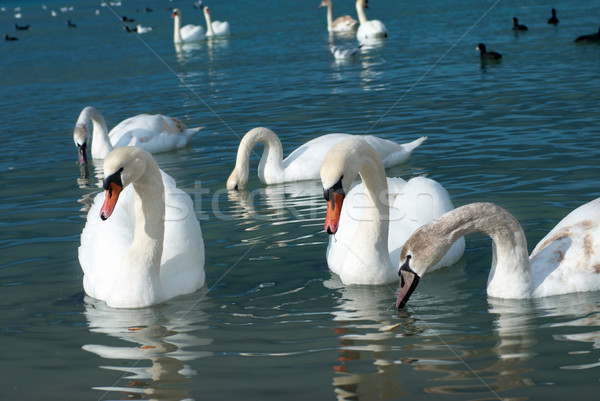 Swans on the lake Stock photo © vapi