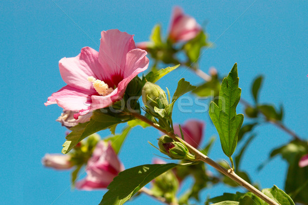Stock fotó: Ibolya · virág · zöld · levelek · égbolt · természet · levél