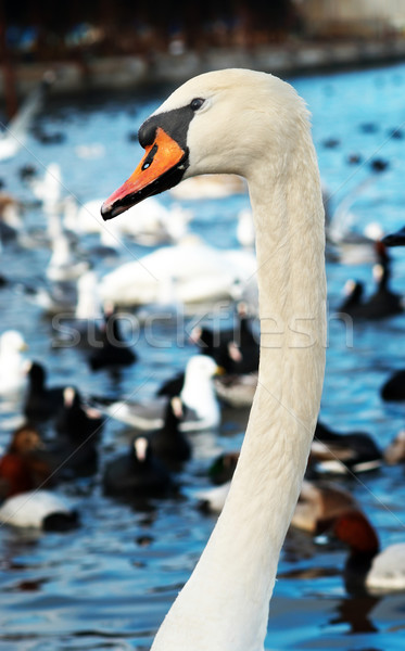 Beyaz aile sevmek doğa mavi tüy Stok fotoğraf © vapi