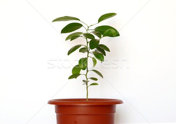 Green young plants in the pot isolated on white. Stock photo © vapi