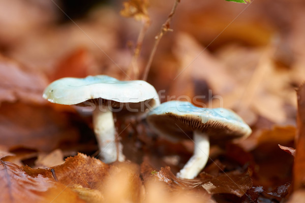 Pilz Fliegenpilz gelb Blätter Makro erschossen Stock foto © vapi