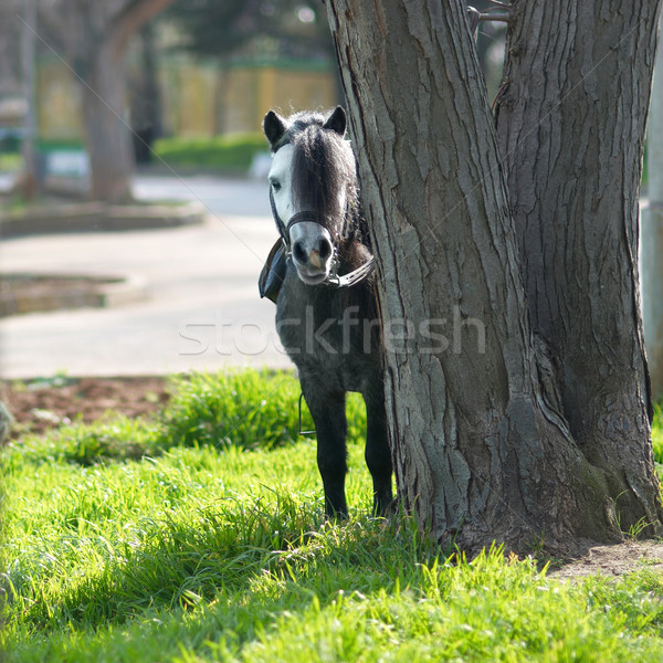 Little pony Stock photo © vapi