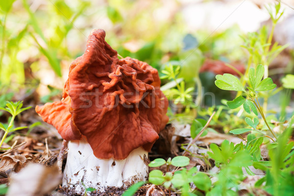 Mushroom in the forest Stock photo © vapi