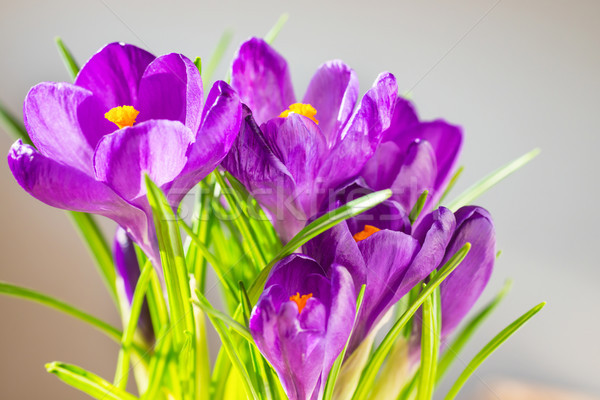 Primo fiori di primavera bouquet viola foglie verdi soft Foto d'archivio © vapi