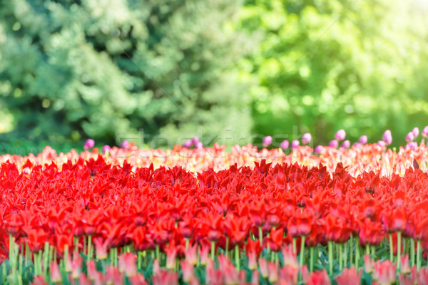 Foto stock: Campo · tulipas · parque · vermelho · verde · ensolarado