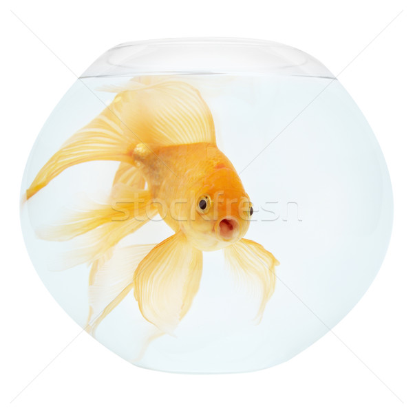 Golden Fisch Aquarium isoliert weiß Natur Stock foto © vapi