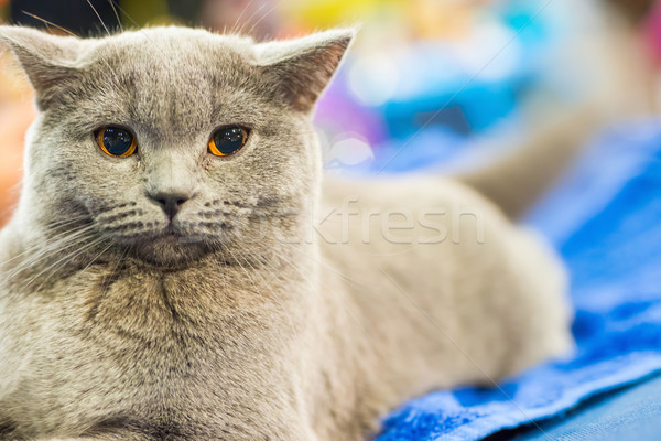Imádnivaló szürke macska narancs szemek ül néz Stock fotó © vapi
