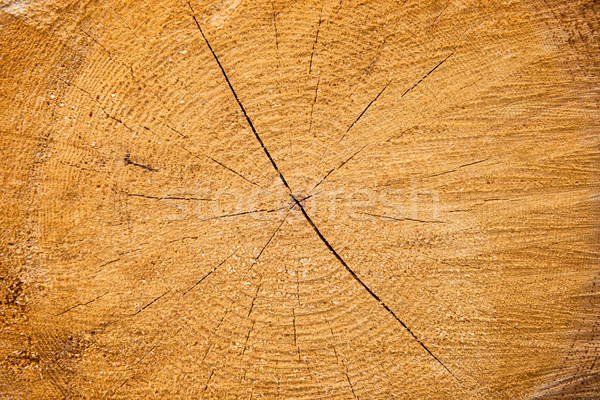 Light yellow cracked wooden texture Stock photo © vapi