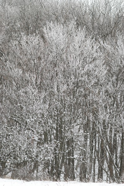 Zdjęcia stock: Zimą · krajobraz · lodowaty · drzew · drzewo · świetle