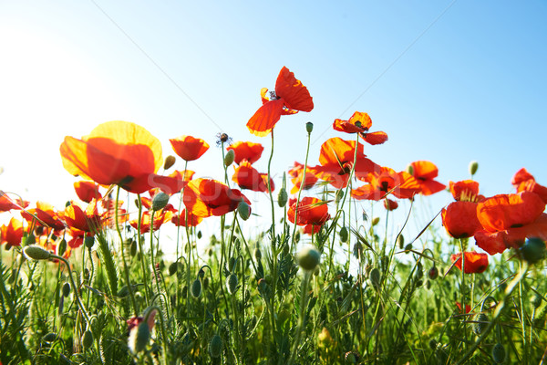 Beautiful red poppies Stock photo © vapi