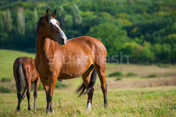Sombre chevaux prairie herbe verte printemps nature [[stock_photo]] © vapi