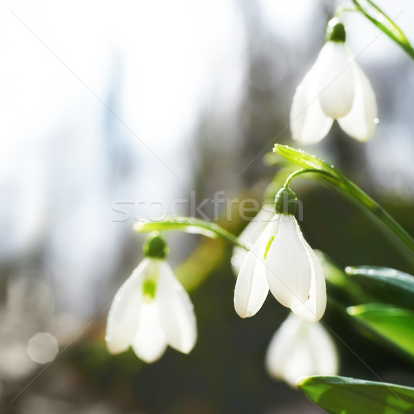Spring snowdrop flowers Stock photo © vapi